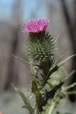 APII jpeg image of Cirsium vulgare  © contact APII