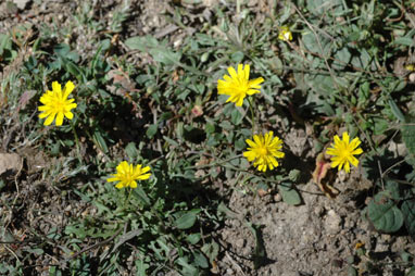 APII jpeg image of Crepis capillaris  © contact APII