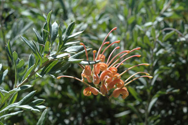 APII jpeg image of Grevillea 'Wakiti Sunrise'  © contact APII