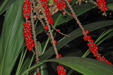 APII jpeg image of Cordyline cannifolia  © contact APII