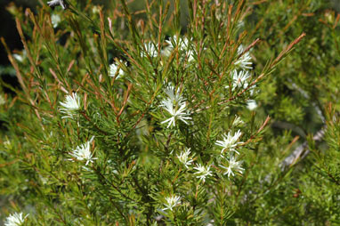 APII jpeg image of Pseudanthus ligulatus subsp. ligulatus  © contact APII