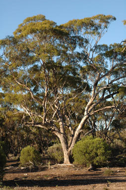 APII jpeg image of Eucalyptus gracilis  © contact APII