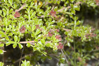 APII jpeg image of Dodonaea humilis  © contact APII