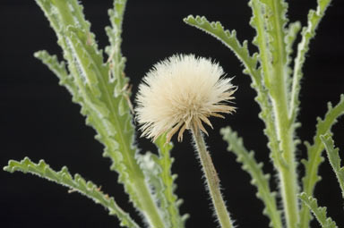 APII jpeg image of Olearia laciniifolia  © contact APII