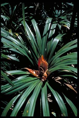 APII jpeg image of Freycinetia baueriana subsp. baueriana  © contact APII