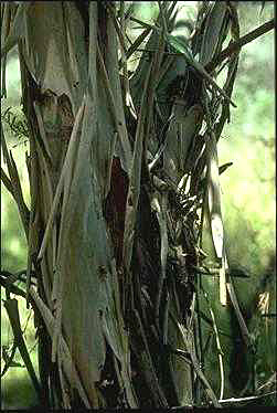 APII jpeg image of Leptospermum brachyandrum  © contact APII