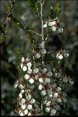 APII jpeg image of Leptospermum novae-angliae  © contact APII