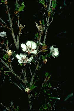 APII jpeg image of Leptospermum riparium  © contact APII