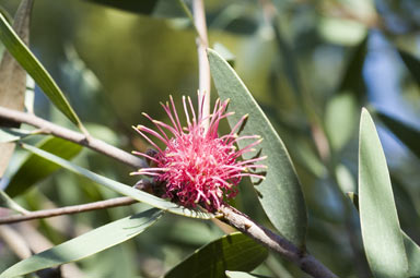 APII jpeg image of Hakea obtusa  © contact APII