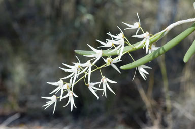 APII jpeg image of Dockrillia nugentii  © contact APII