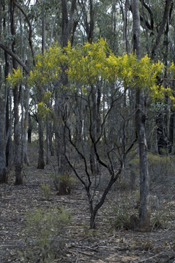 APII jpeg image of Acacia hakeoides  © contact APII