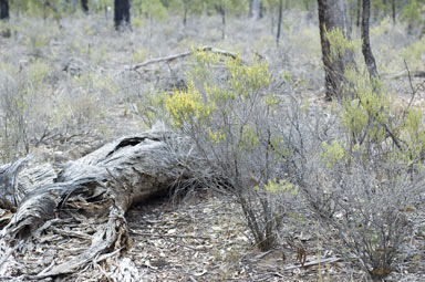 APII jpeg image of Acacia flexifolia  © contact APII