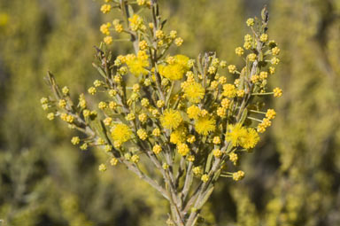 APII jpeg image of Acacia lineata  © contact APII