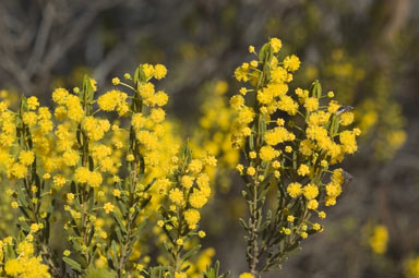 APII jpeg image of Acacia lineata  © contact APII