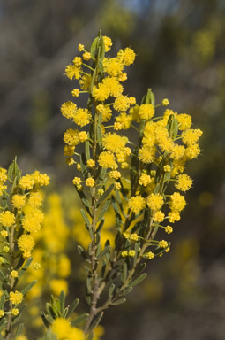 APII jpeg image of Acacia lineata  © contact APII