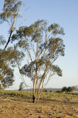 APII jpeg image of Eucalyptus viridis subsp. viridis  © contact APII