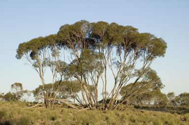 APII jpeg image of Eucalyptus viridis subsp. viridis  © contact APII