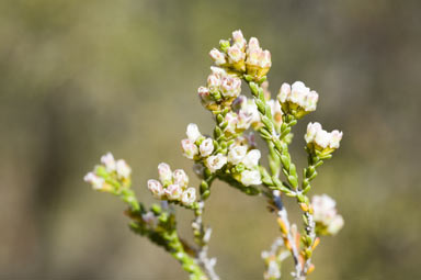 APII jpeg image of Micromyrtus striata  © contact APII