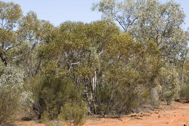 APII jpeg image of Eucalyptus gracilis  © contact APII