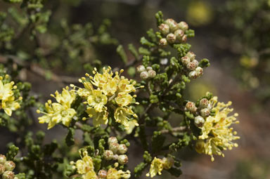 APII jpeg image of Phebalium glandulosum subsp. macrocalyx  © contact APII