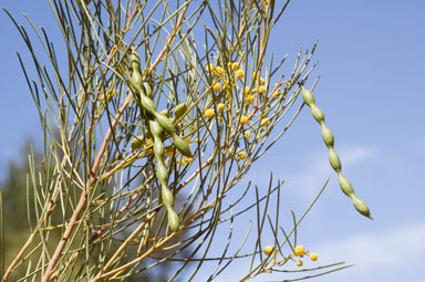 APII jpeg image of Acacia calamifolia  © contact APII