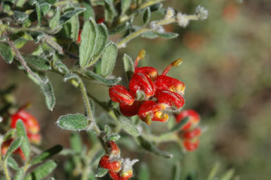 APII jpeg image of Grevillea alpina  © contact APII