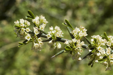 APII jpeg image of Discaria pubescens  © contact APII