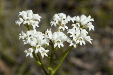 APII jpeg image of Conospermum longifolium  © contact APII