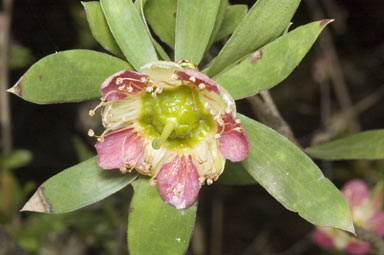 APII jpeg image of Leptospermum macrocarpum  © contact APII