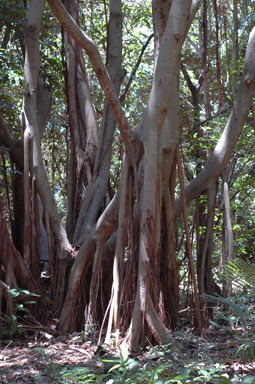 APII jpeg image of Ficus watkinsiana  © contact APII