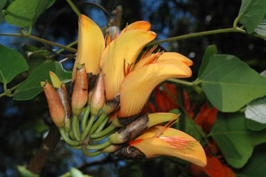 APII jpeg image of Erythrina vespertilio  © contact APII