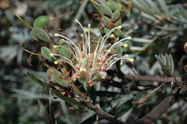 APII jpeg image of Grevillea 'Hot Lips'  © contact APII