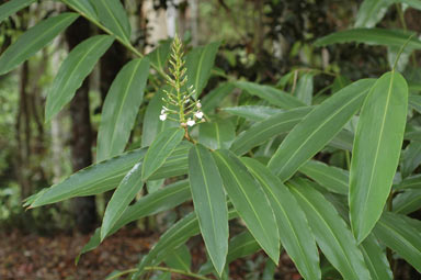 APII jpeg image of Alpinia caerulea  © contact APII