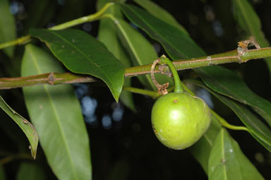 APII jpeg image of Garcinia dulcis  © contact APII