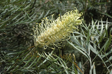 APII jpeg image of Grevillea 'Honeybird Cream'  © contact APII