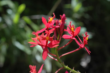 APII jpeg image of Epidendrum obrienianum (x ?)  © contact APII