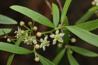 APII jpeg image of Maytenus sylvestris / bilocularis  © contact APII