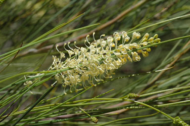 APII jpeg image of Grevillea obliquistigma  © contact APII