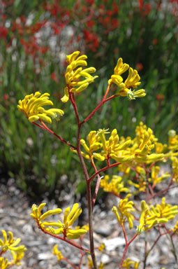 APII jpeg image of Anigozanthos 'Bush Nugget'  © contact APII