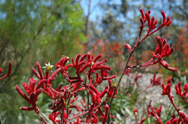 APII jpeg image of Anigozanthos 'Big Red'  © contact APII