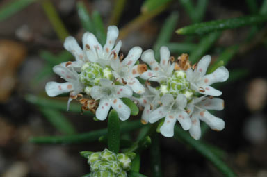 APII jpeg image of Westringia cephalantha  © contact APII