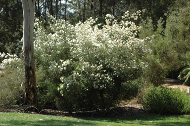 APII jpeg image of Melaleuca linariifolia 'Seafoam'  © contact APII