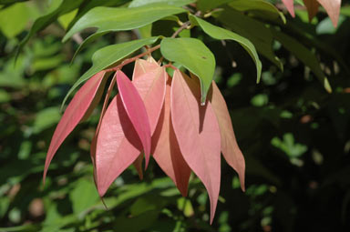 APII jpeg image of Syzygium wilsonii 'Cascade'  © contact APII