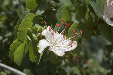 APII jpeg image of Bauhinia hookeri  © contact APII