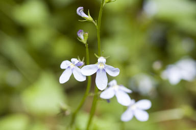 APII jpeg image of Lobelia trigonocaulis  © contact APII