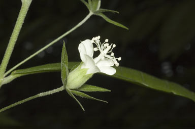 APII jpeg image of Hibiscus macilwraithensis  © contact APII