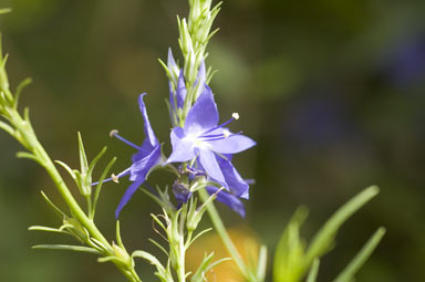 APII jpeg image of Veronica arenaria  © contact APII