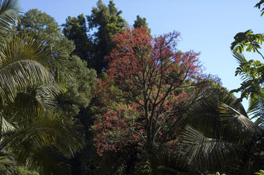 APII jpeg image of Brachychiton acerifolius  © contact APII