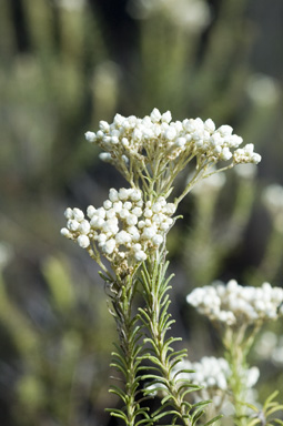 APII jpeg image of Ozothamnus diosmifolius  © contact APII