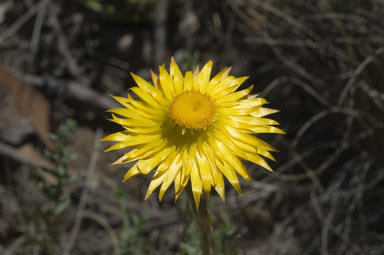 APII jpeg image of Xerochrysum subundulatum  © contact APII